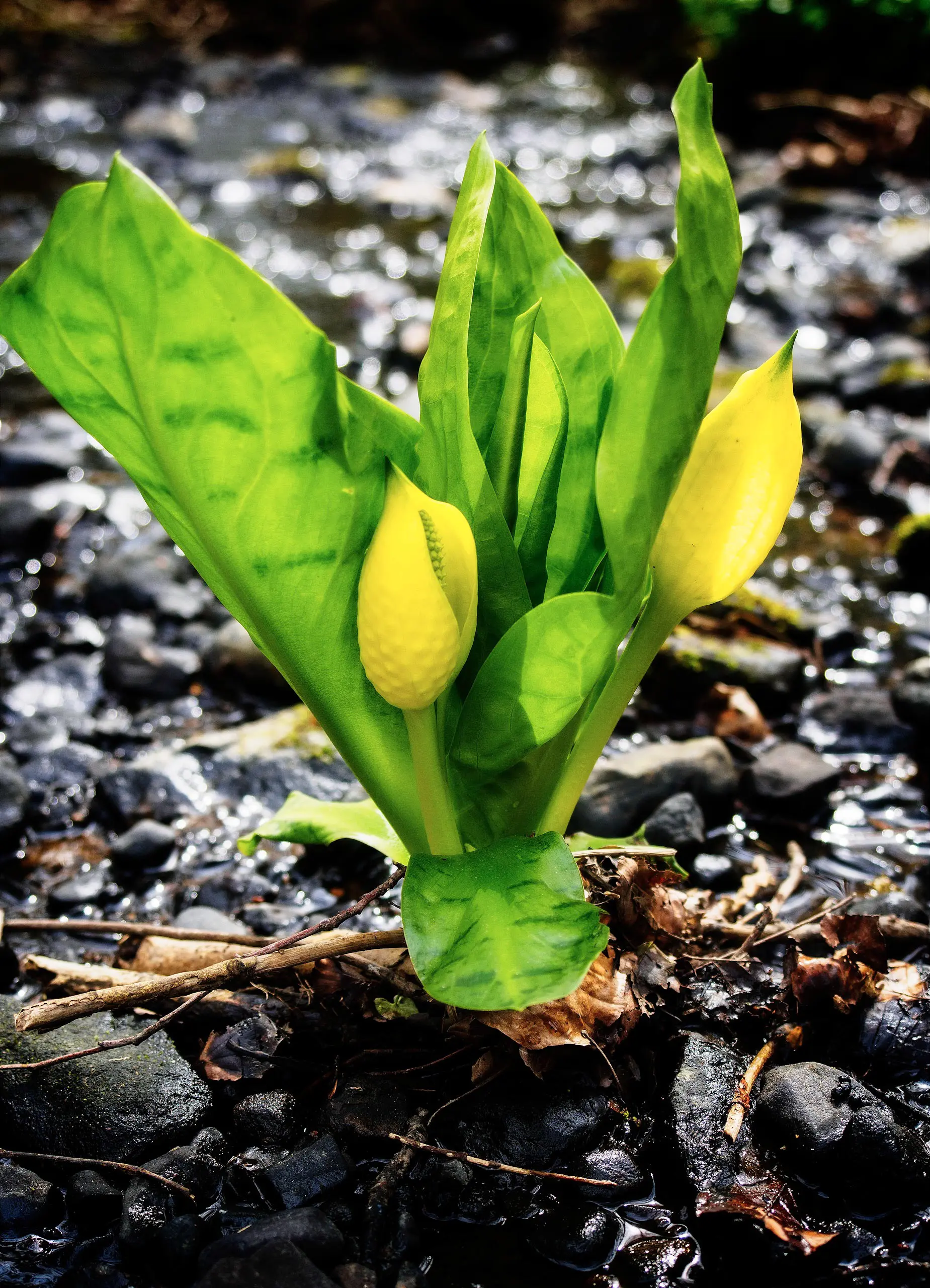 20190414-_4140050untitled-Edit copy2